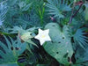 Cypress Vine White ,Hummingbird FLOWERING Vine ! - Caribbean garden seed