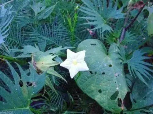 Cypress Vine White ,Hummingbird FLOWERING Vine ! - Caribbean garden seed