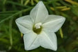 Cypress Vine White ,Hummingbird FLOWERING Vine ! - Caribbean garden seed
