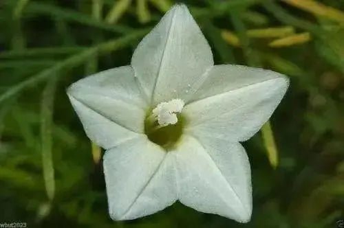 Cypress Vine White ,Hummingbird FLOWERING Vine ! - Caribbean garden seed