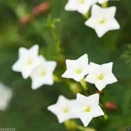 Cypress Vine White ,Hummingbird FLOWERING Vine ! - Caribbean garden seed