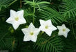 Cypress Vine White ,Hummingbird FLOWERING Vine ! - Caribbean garden seed