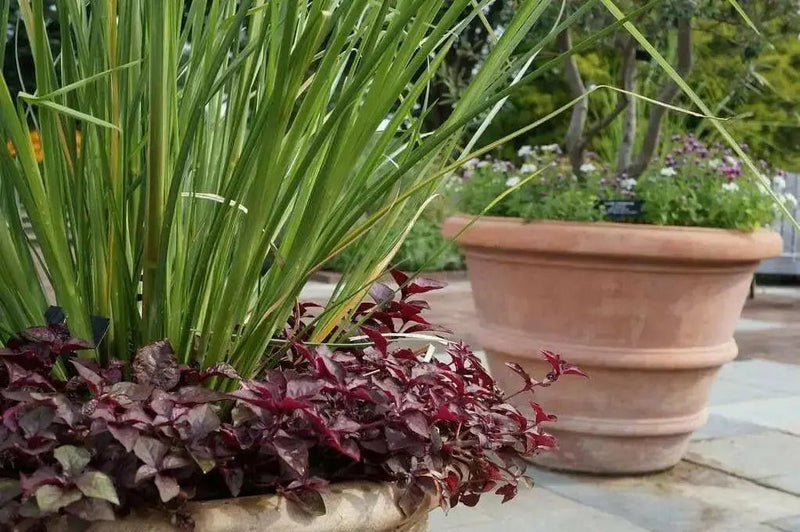 Purple Lady Iresine Herbstii- flowers seeds - Caribbean garden seed