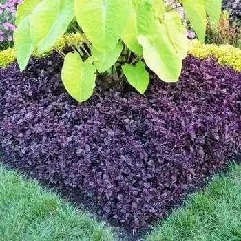Purple Lady Iresine Herbstii- flowers seeds - Caribbean garden seed