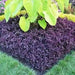 Purple Lady Iresine Herbstii- flowers seeds - Caribbean garden seed