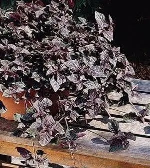 Purple Lady Iresine Herbstii- flowers seeds - Caribbean garden seed