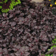 Purple Lady Iresine Herbstii- flowers seeds - Caribbean garden seed