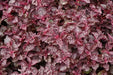 Purple Lady Iresine Herbstii- flowers seeds - Caribbean garden seed