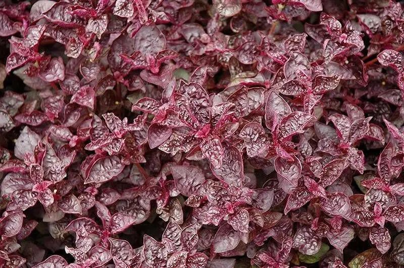 Purple Lady Iresine Herbstii- flowers seeds - Caribbean garden seed