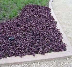 Purple Lady Iresine Herbstii- flowers seeds - Caribbean garden seed