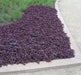 Purple Lady Iresine Herbstii- flowers seeds - Caribbean garden seed
