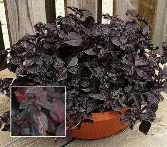 Purple Lady Iresine Herbstii- flowers seeds - Caribbean garden seed