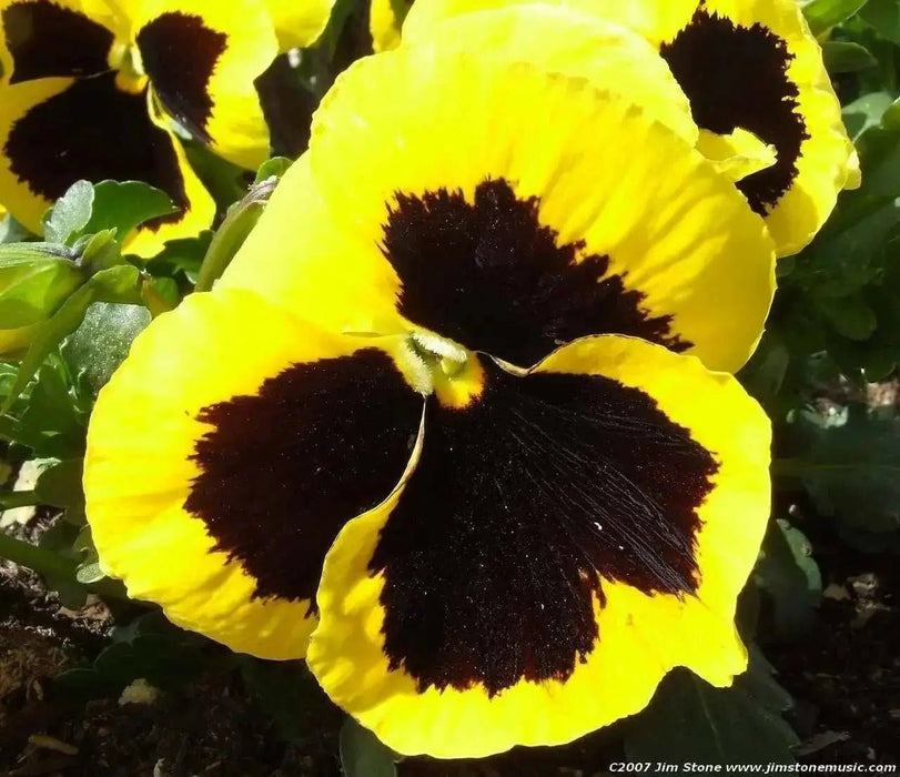 Flowers Seeds, Johnny Jump Up, Viola Yellow - Caribbean garden seed