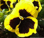 Flowers Seeds, Johnny Jump Up, Viola Yellow - Caribbean garden seed
