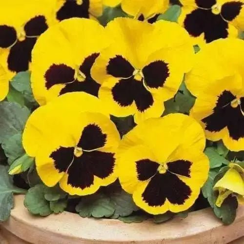 Flowers Seeds, Johnny Jump Up, Viola Yellow - Caribbean garden seed