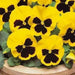 Flowers Seeds, Johnny Jump Up, Viola Yellow - Caribbean garden seed