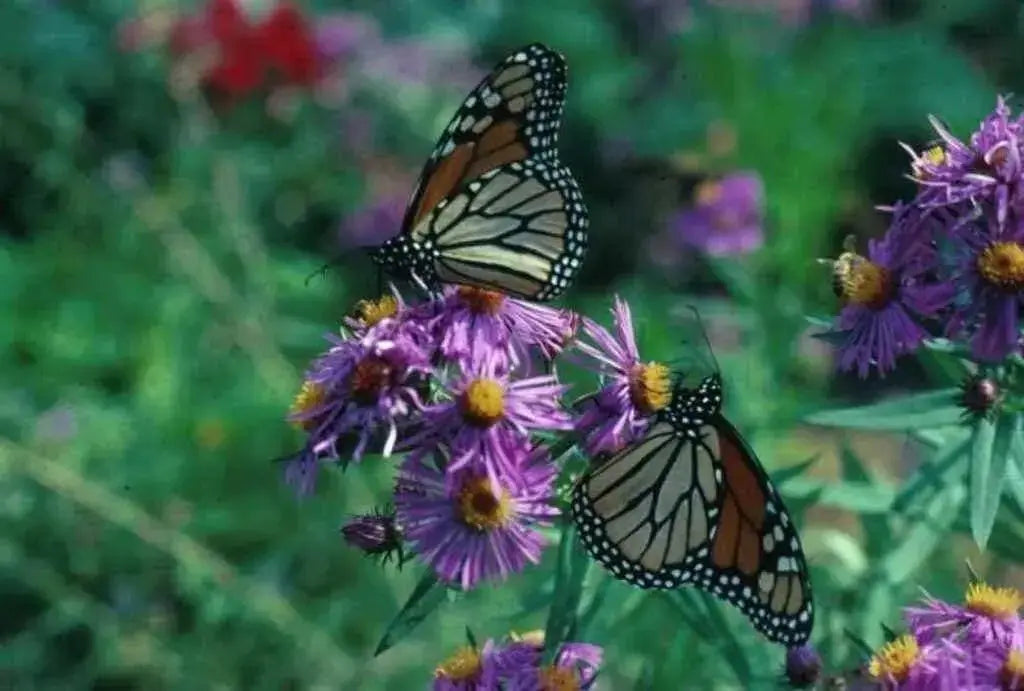 Flowers Seeds ,New England Aster - Caribbean garden seed