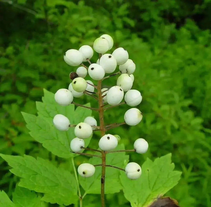 Flowers seeds,Actaea rubra (red baneberry, chinaberry, doll's eye) Shade Loving  Perennial wildflowers ! - Caribbean garden seed