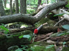 Flowers seeds,Actaea rubra (red baneberry, chinaberry, doll's eye) Shade Loving Perennial wildflowers ! - Caribbeangardenseed