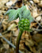 Flowers seeds,Actaea rubra (red baneberry, chinaberry, doll's eye) Shade Loving Perennial wildflowers ! - Caribbeangardenseed