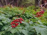 Flowers seeds,Actaea rubra (red baneberry, chinaberry, doll's eye) Shade Loving  Perennial wildflowers ! - Caribbean garden seed