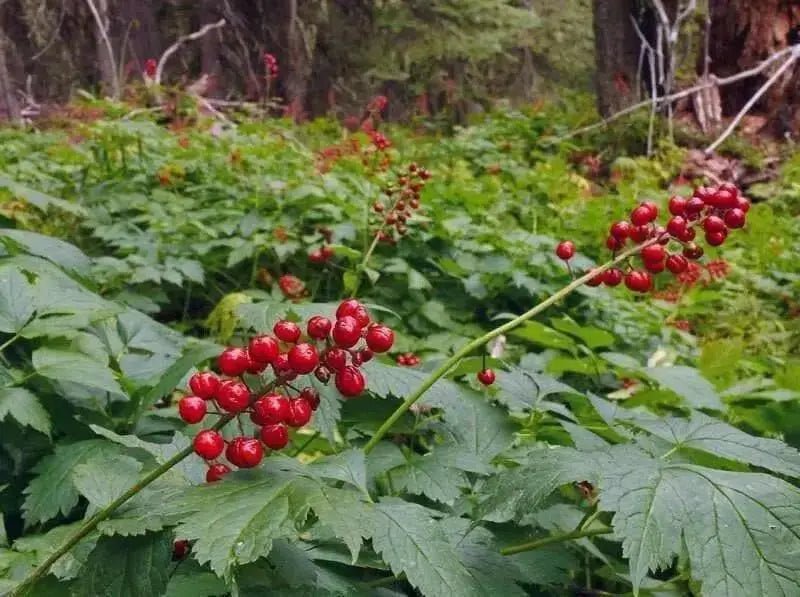 Flowers seeds,Actaea rubra (red baneberry, chinaberry, doll's eye) Shade Loving  Perennial wildflowers ! - Caribbean garden seed