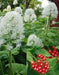 Flowers seeds,Actaea rubra (red baneberry, chinaberry, doll's eye) Shade Loving  Perennial wildflowers ! - Caribbean garden seed