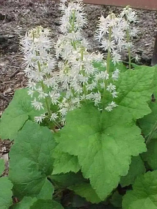 Foamflower Seeds (Tiarella Wherryi) Perennial,Shade loving ,Ground Cover Plant, - Caribbean garden seed