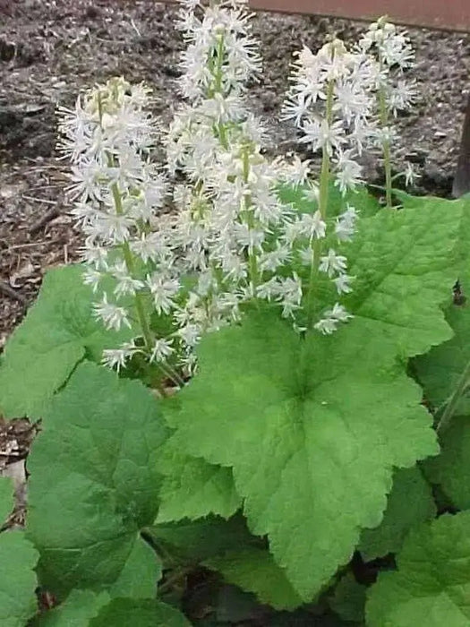 Foamflower Seeds (Tiarella Wherryi) Perennial,Shade loving ,Ground Cover Plant, - Caribbean garden seed