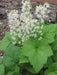 Foamflower Seeds (Tiarella Wherryi) Perennial,Shade loving ,Ground Cover Plant, - Caribbean garden seed