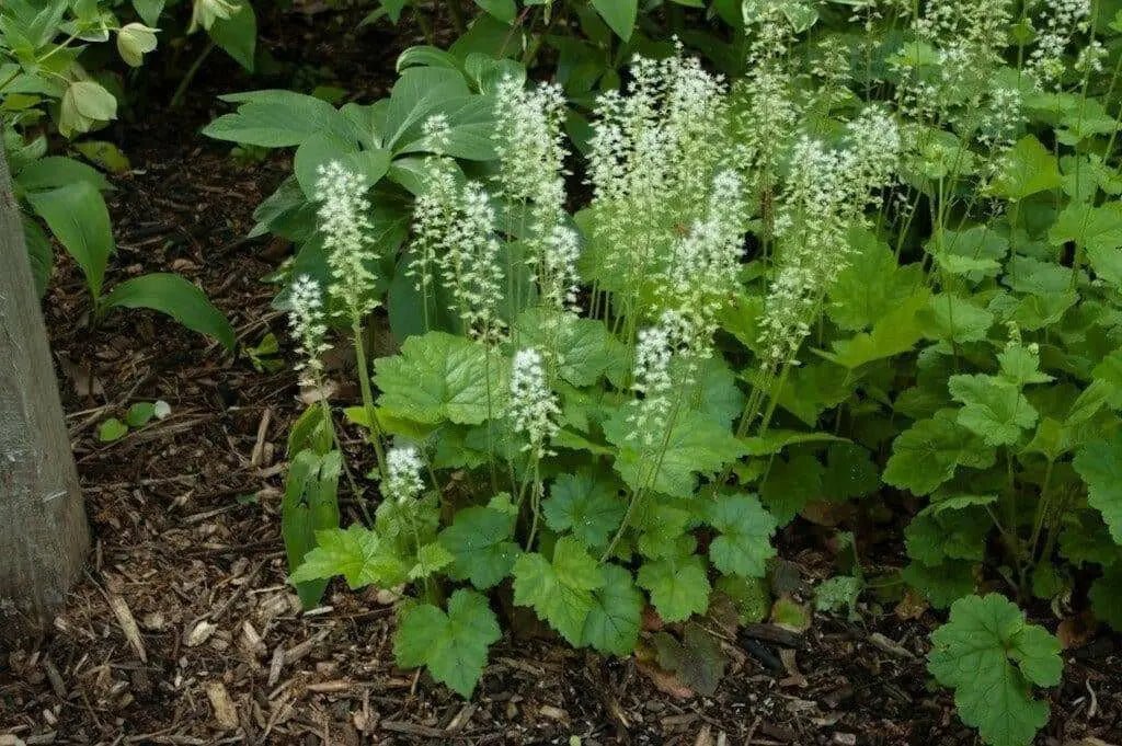 Foamflower Seeds (Tiarella Wherryi) Perennial,Shade loving ,Ground Cover Plant, - Caribbean garden seed