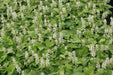 Foamflower Seeds (Tiarella Wherryi) Perennial,Shade loving ,Ground Cover Plant, - Caribbean garden seed