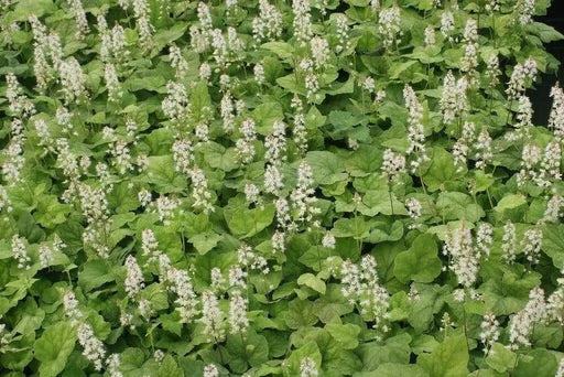 Foamflower Seeds (Tiarella Wherryi) Perennial,Shade loving ,Ground Cover Plant, - Caribbean garden seed