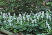 Foamflower Seeds (Tiarella Wherryi) Perennial,Shade loving ,Ground Cover Plant, - Caribbean garden seed