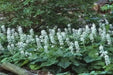 Foamflower Seeds (Tiarella Wherryi) Perennial,Shade loving ,Ground Cover Plant, - Caribbean garden seed