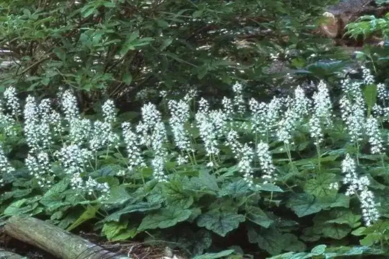 Foamflower Seeds (Tiarella Wherryi) Perennial,Shade loving ,Ground Cover Plant, - Caribbean garden seed