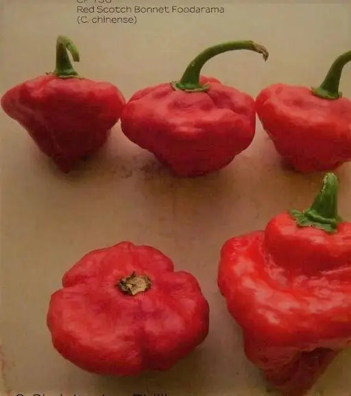 FOODARAMA Scotch Bonnet - MIXED (Capsicum chinense) PEPPER SEEDS - Caribbeangardenseed