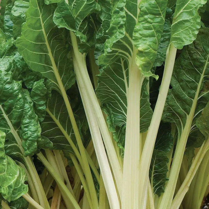 Fordhook White Giant Swiss Chard ,VEGETABLE Seeds-Biannual ! - Caribbeangardenseed
