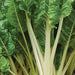 Fordhook White Giant Swiss Chard ,VEGETABLE Seeds-Biannual ! - Caribbeangardenseed
