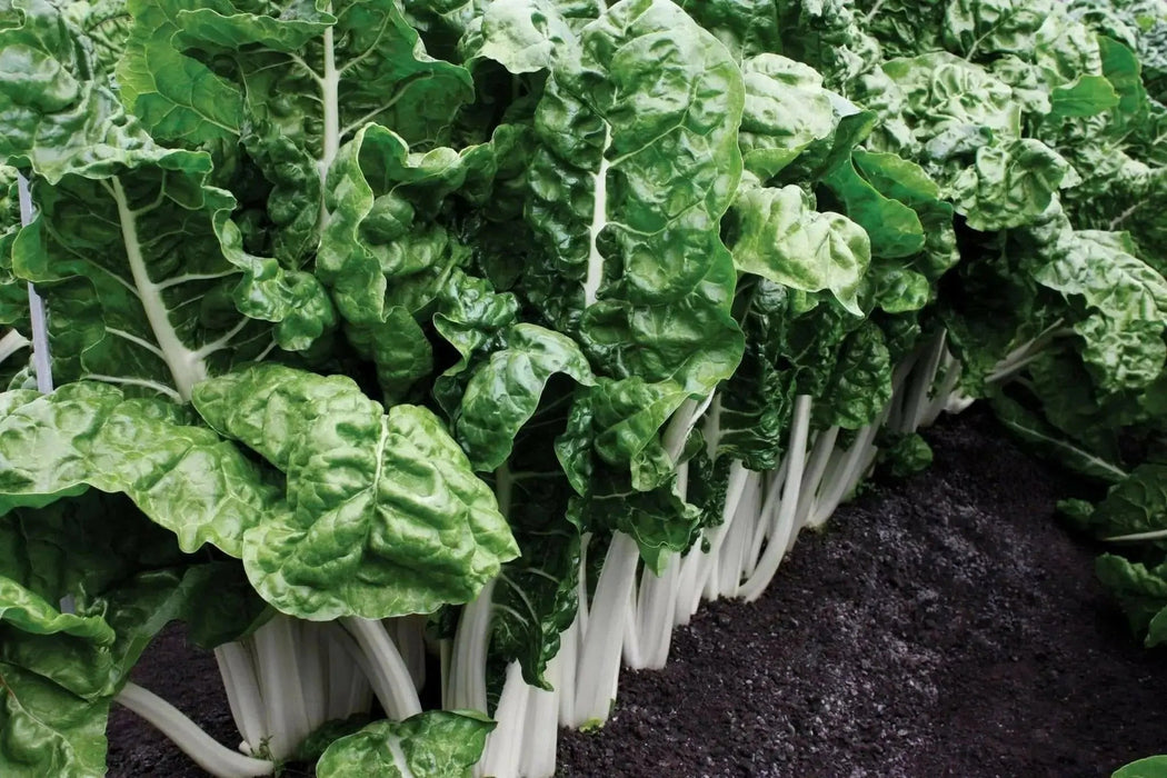 Fordhook White Giant Swiss Chard  ,VEGETABLE Seeds-Biannual ! - Caribbean garden seed