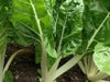 Fordhook White Giant Swiss Chard  ,VEGETABLE Seeds-Biannual ! - Caribbean garden seed