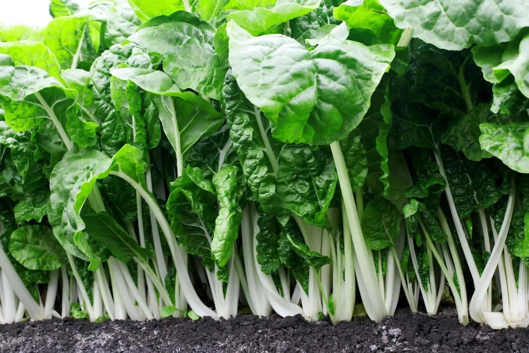 Fordhook White Giant Swiss Chard  ,VEGETABLE Seeds-Biannual ! - Caribbean garden seed