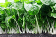 Fordhook White Giant Swiss Chard  ,VEGETABLE Seeds-Biannual ! - Caribbean garden seed