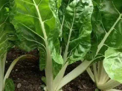 Fordhook White Giant Swiss Chard  ,VEGETABLE Seeds-Biannual ! - Caribbean garden seed