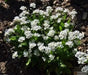 Forget Me Not -White FLOWERS, Ground cover - Caribbeangardenseed