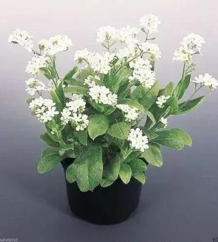 Forget Me Not -White FLOWERS, Groundcover - Caribbean garden seed