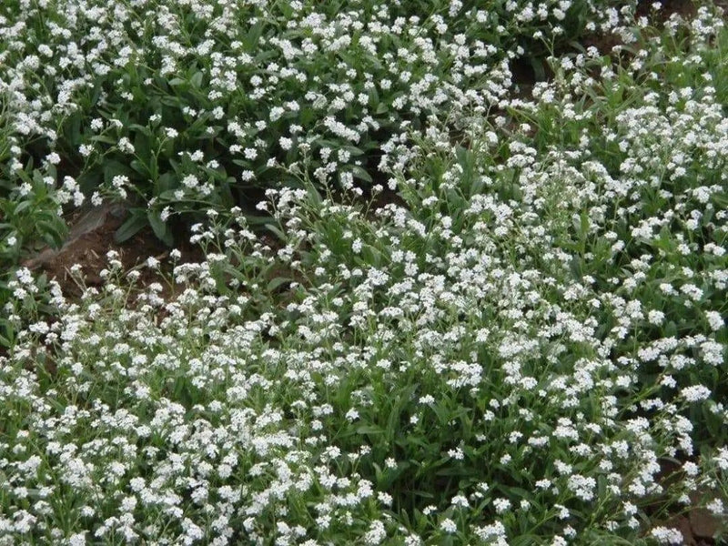 Forget Me Not -White FLOWERS, Groundcover - Caribbean garden seed