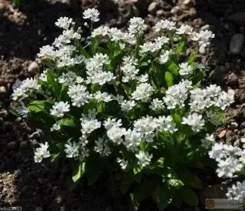Forget Me Not -White FLOWERS, Groundcover - Caribbean garden seed