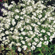 Forget Me Not -White FLOWERS, Ground cover - Caribbeangardenseed