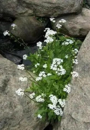 Forget Me Not -White FLOWERS, Groundcover - Caribbean garden seed